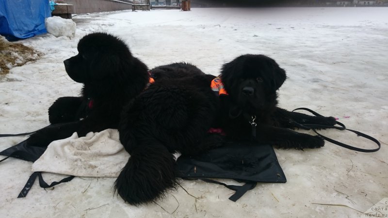 Фотография № 219595