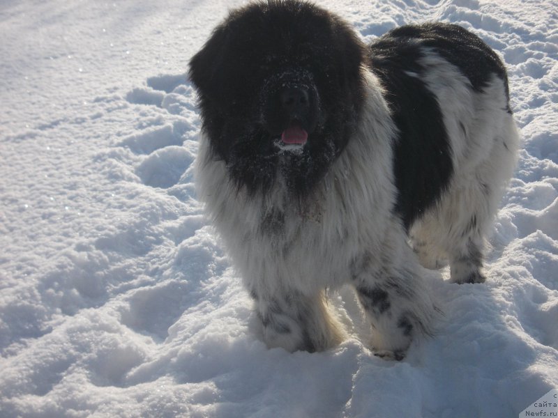 Фото: ньюфаундленд Варгас Де Ла Масса Армандо (Vargas de la Massa Armando)