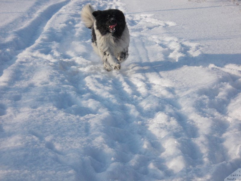 Фото: ньюфаундленд Варгас Де Ла Масса Армандо (Vargas de la Massa Armando)