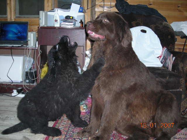 Фото: ньюфаундленд Сент Джонс Круиз (Sent Djons Kruiz), ньюфаундленд Старди