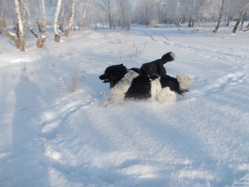 Фото: ньюфаундленд Варгас Де Ла Масса Армандо (Vargas de la Massa Armando)
