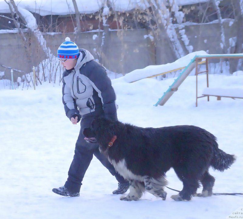 Фото: ньюфаундленд Еверия от Сибирского Медведя