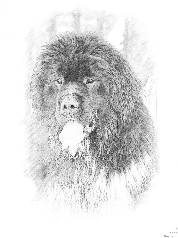 Фото: ньюфаундленд Еверия от Сибирского Медведя