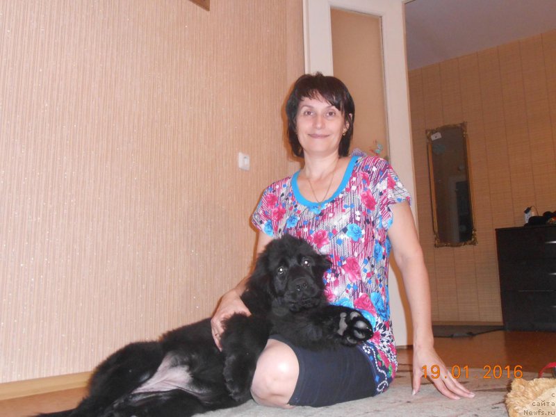 Фото: ньюфаундленд Би Перфект Желанная