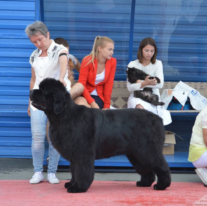 Фотография № 219609