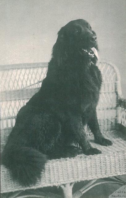 Фото: ньюфаундленд Морси Фёкла