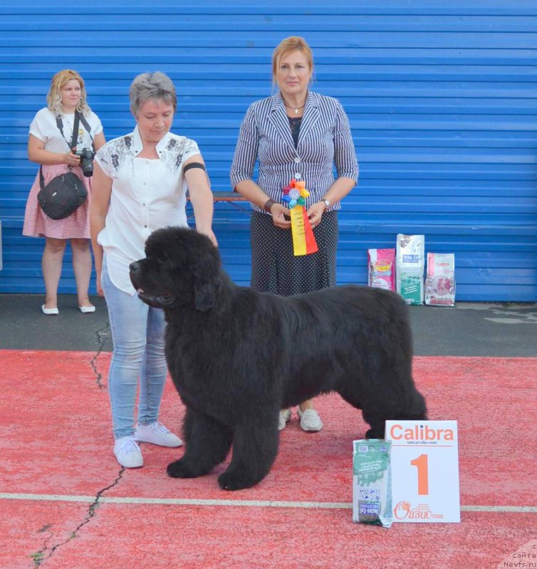 Фото: ньюфаундленд С'Нежная Вьюга Альянико Дель Вультуре (S'Nezhnaya Vjuga Alyaniko del Vulture), Елена Кропотова