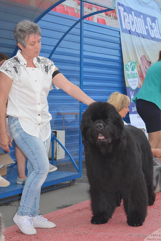 Фото: ньюфаундленд С'Нежная Вьюга Альянико Дель Вультуре (S'Nezhnaya Vjuga Alyaniko del Vulture), Елена Кропотова