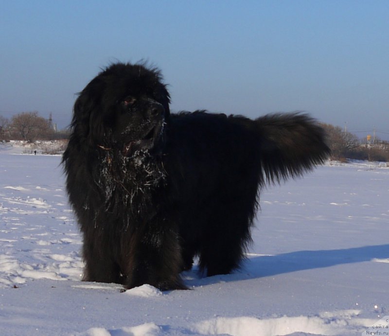 Фото: ньюфаундленд Акватория Келвин Шедевр
