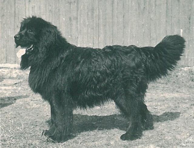 Фото: ньюфаундленд Нерон Аскри