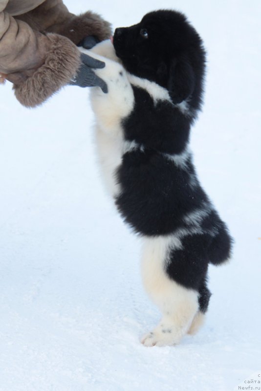 Фото: ньюфаундленд Аквиан Сонг Тревор
