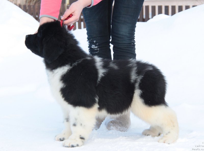 Фото: ньюфаундленд Аквиан Сонг Тревор
