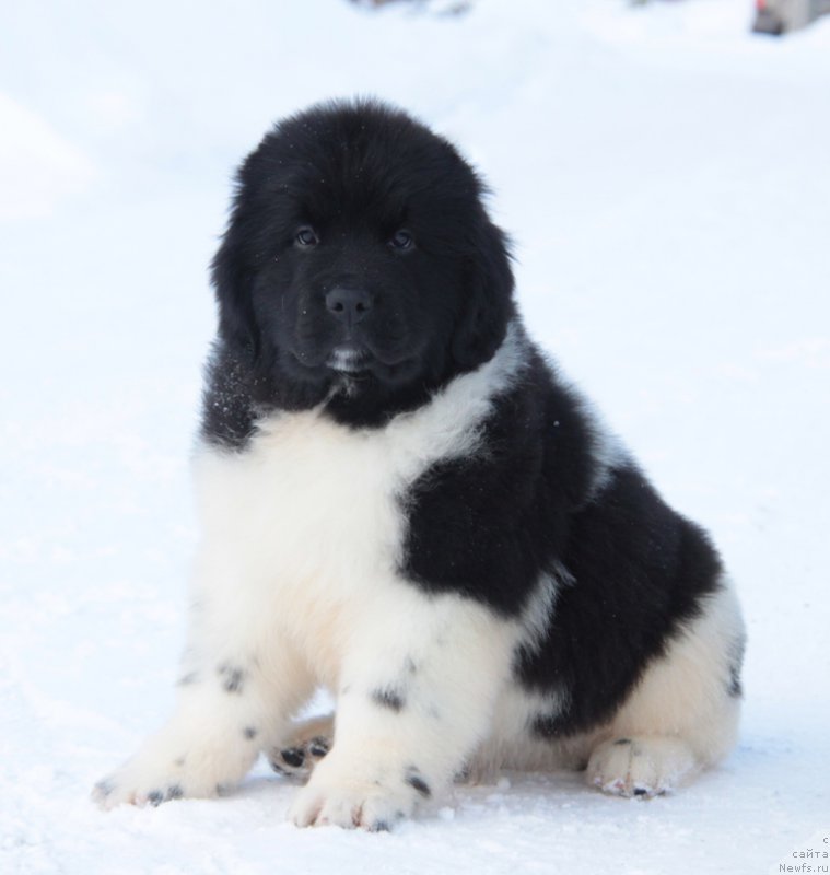 Фото: ньюфаундленд Аквиан Сонг Тревор