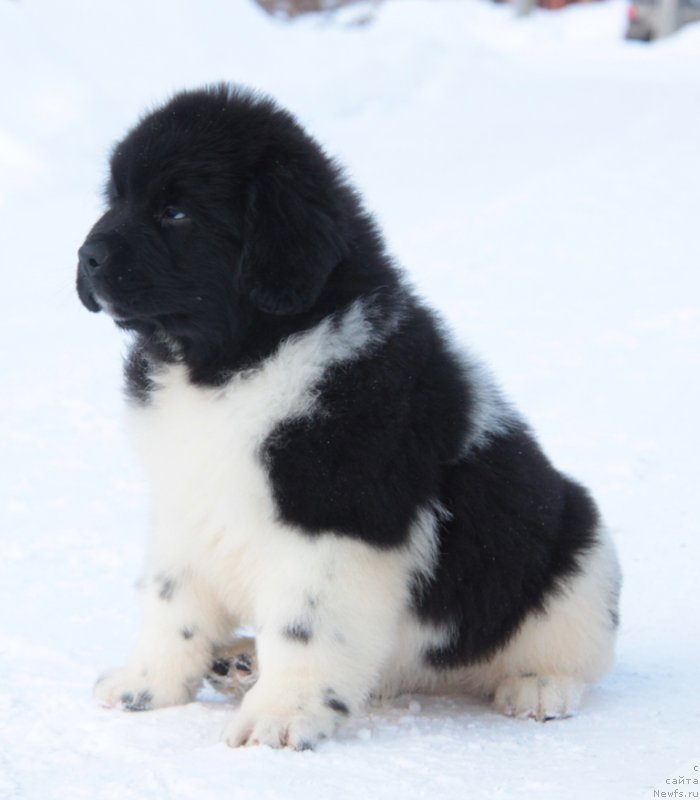 Фото: ньюфаундленд Аквиан Сонг Тревор