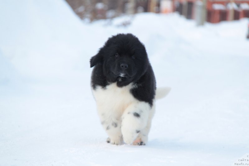 Фото: ньюфаундленд Аквиан Сонг Тревор