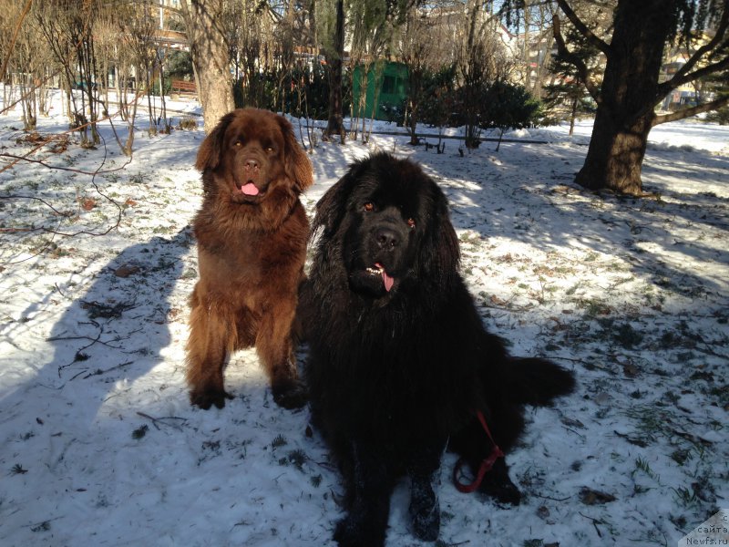 Фото: ньюфаундленд Браунблад МСК Хэппи Тедди (Brownblood MSK Happy Teddy)