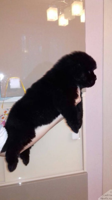 Фотография № 219628