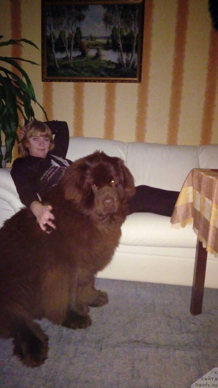 Фото: ньюфаундленд Браунблад МСК Бреннан Лоис