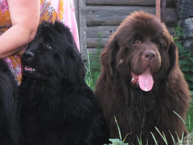 Фото: ньюфаундленд Севертан Рожденная Легендой, ньюфаундленд Супер Премиум Брабус