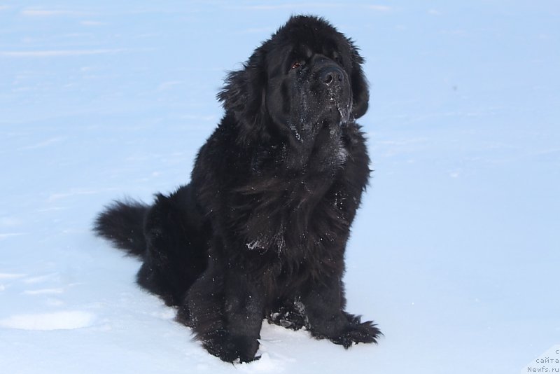 Фотография № 219634