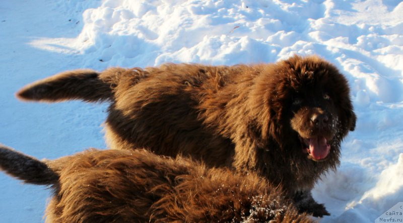 Фото: ньюфаундленд Браунблад МСК Аванти Дарлинг Кид (Brownblood MSK Avanti Darling Kid)