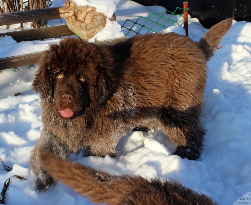 Фото: ньюфаундленд Браунблад МСК Аванти Дарлинг Кид (Brownblood MSK Avanti Darling Kid)