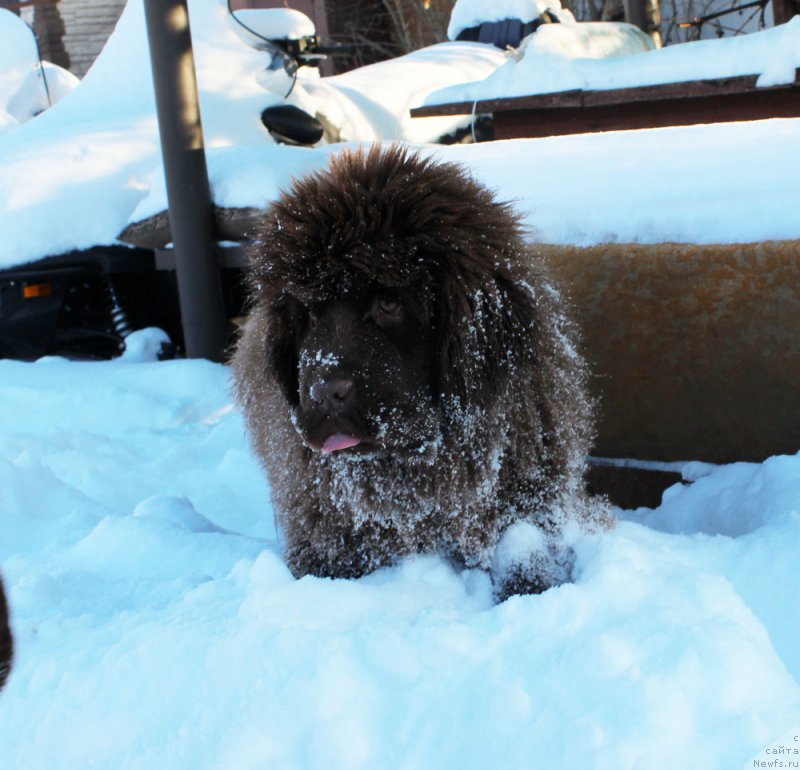 Фото: ньюфаундленд Браунблад МСК Аванти Дарлинг Кид (Brownblood MSK Avanti Darling Kid)