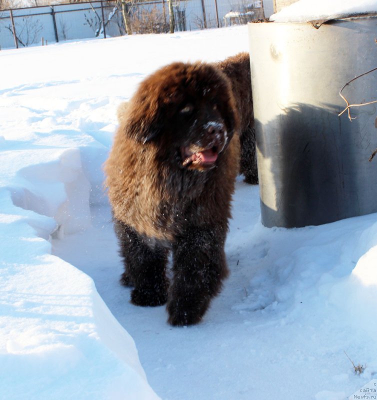 Фото: ньюфаундленд Браунблад МСК Аназер Лав Тендер Эбони (Brownblood MSK Another Love Tender Ebony)