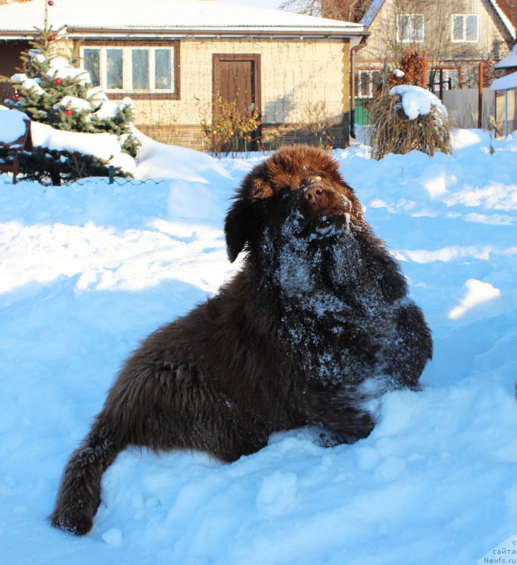 Фото: ньюфаундленд Браунблад МСК Аназер Лав Тендер Эбони (Brownblood MSK Another Love Tender Ebony)