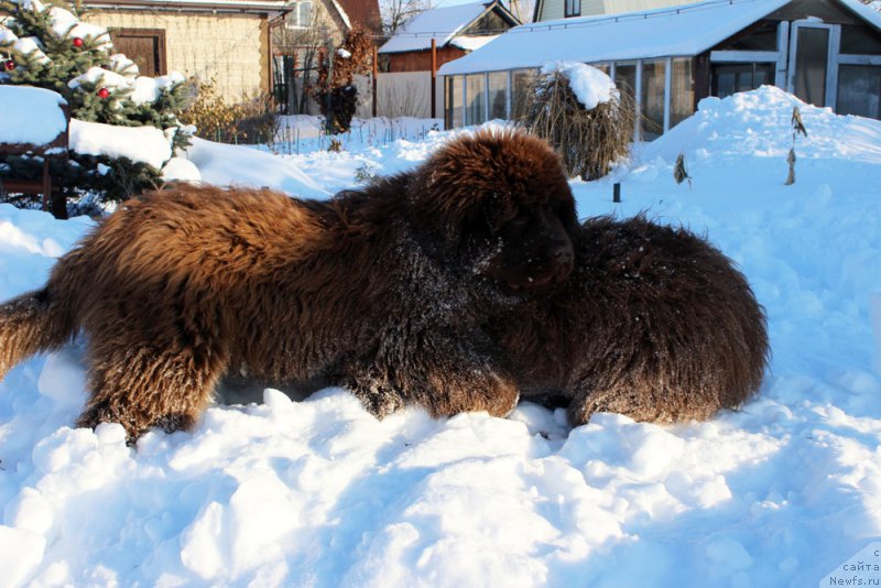 Фото: ньюфаундленд Браунблад МСК Аванти Дарлинг Кид (Brownblood MSK Avanti Darling Kid)