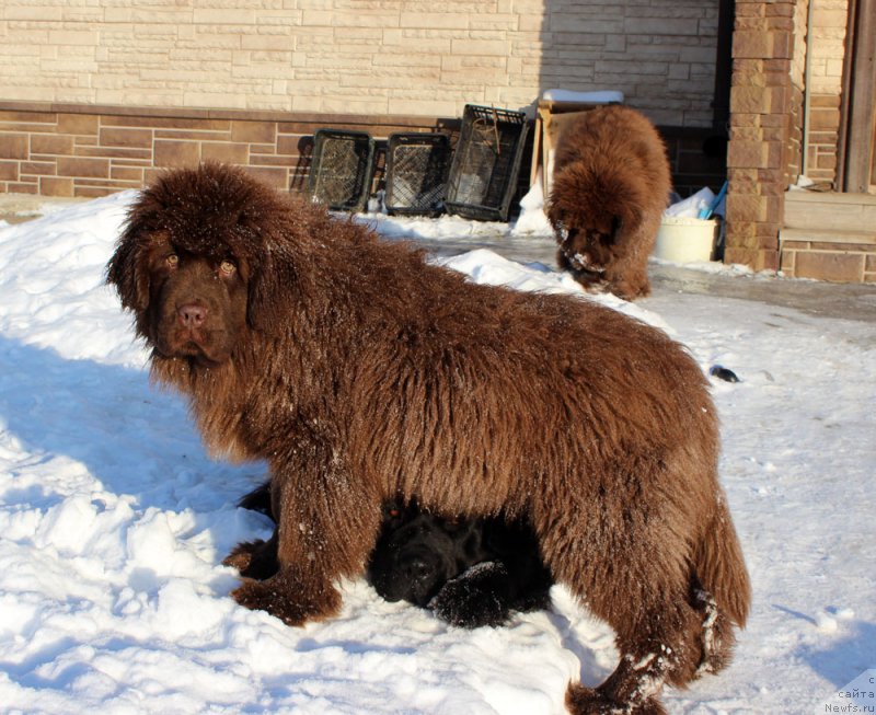 Фото: ньюфаундленд Браунблад МСК Аванти Дарлинг Кид (Brownblood MSK Avanti Darling Kid)