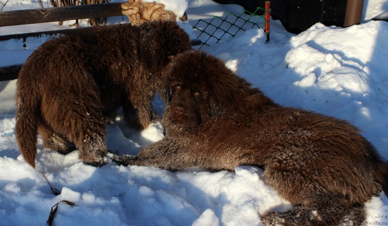 Фото: ньюфаундленд Браунблад МСК Аназер Лав Тендер Эбони (Brownblood MSK Another Love Tender Ebony), ньюфаундленд Браунблад МСК Аванти Дарлинг Кид (Brownblood MSK Avanti Darling Kid)