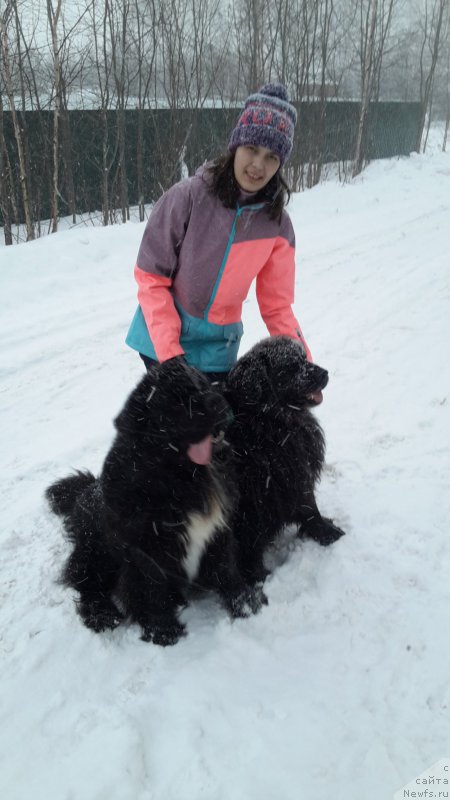 Фото: ньюфаундленд Дак Прайд Ван Гог (Dark Pride Van Gogh), ньюфаундленд Красс, Юлия Сидорова