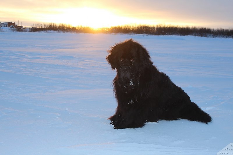Фото: ньюфаундленд Глория Гранд Блек