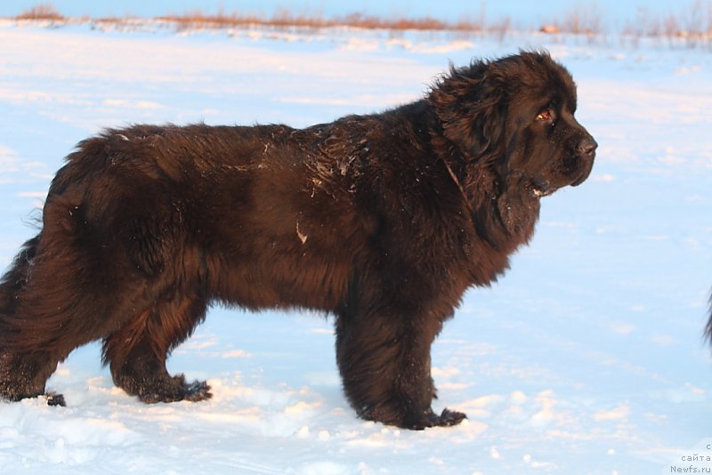 Фото: ньюфаундленд Анабелле Квин оф зэ Моунтайнс