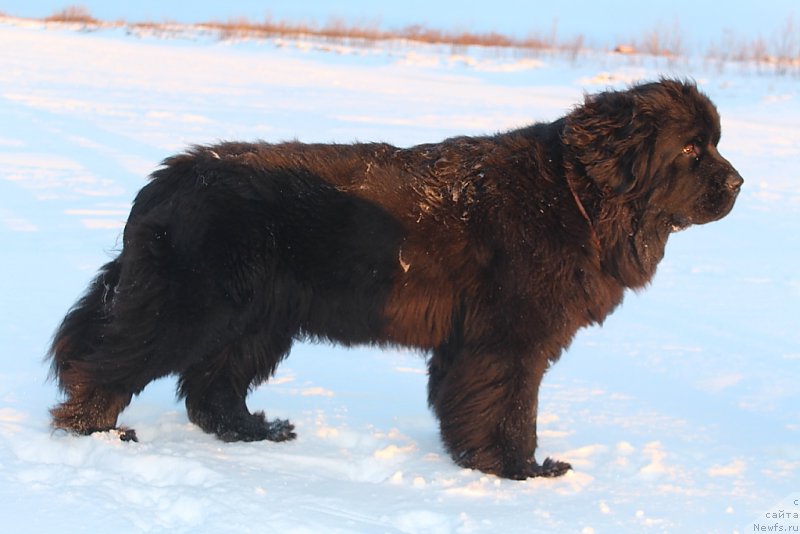 Фото: ньюфаундленд Анабелле Квин оф зэ Моунтайнс