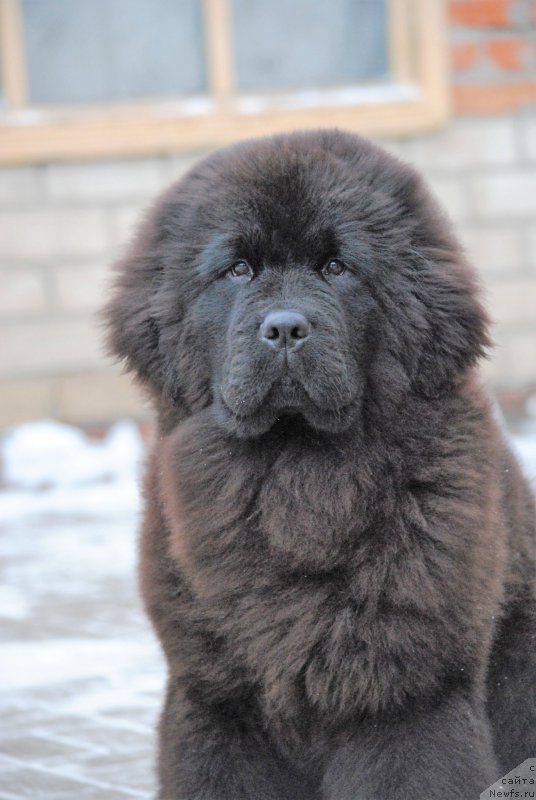 Фотография № 219658