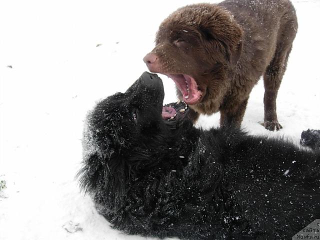 Фото: ньюфаундленд Конфуций, ньюфаундленд Лесная Сказка Раскрасавица