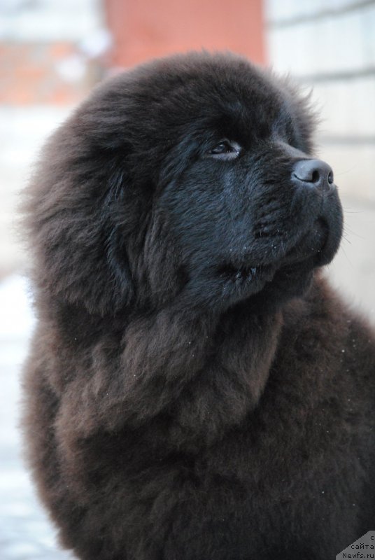 Фотография № 219660