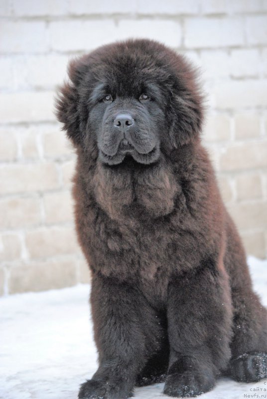 Фотография № 219661