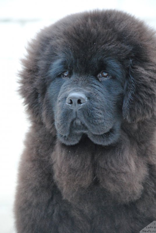 Фотография № 219662