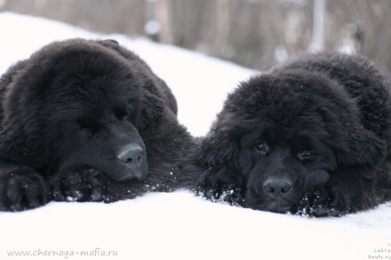 Фотография № 219664