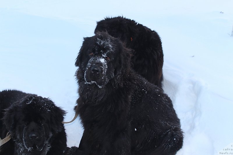 Фото: ньюфаундленд Анабелле Квин оф зэ Моунтайнс