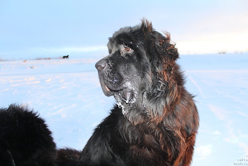 Фото: ньюфаундленд Даймонд Кинг