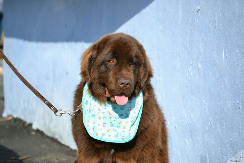 Фото: ньюфаундленд Глаша Медведица