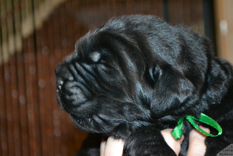 Фото: Щенок, ньюфаундленд Симбад Покоритель Морей, и, ньюфаундленд Глаша Медведица