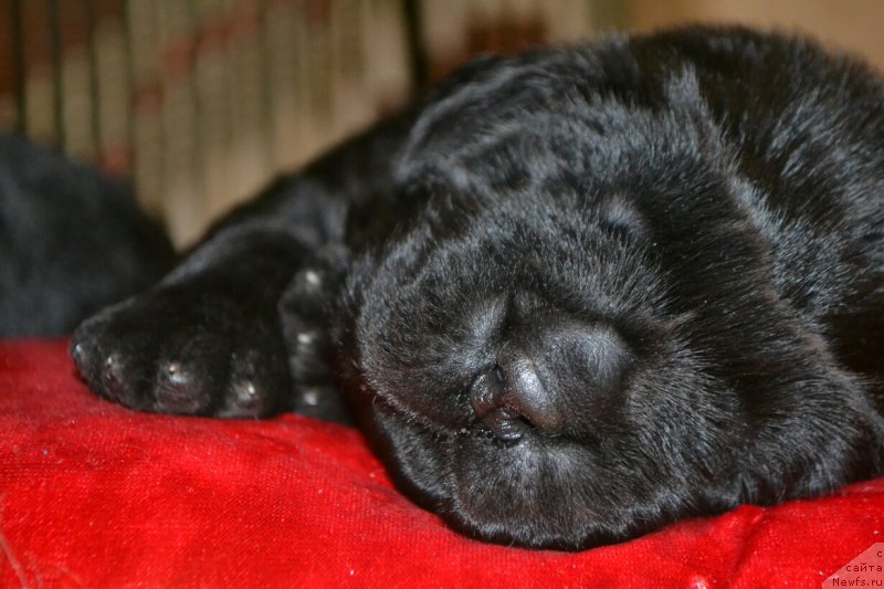 Фото: Дети, ньюфаундленд Глаша Медведица, и, ньюфаундленд Симбад Покоритель Морей