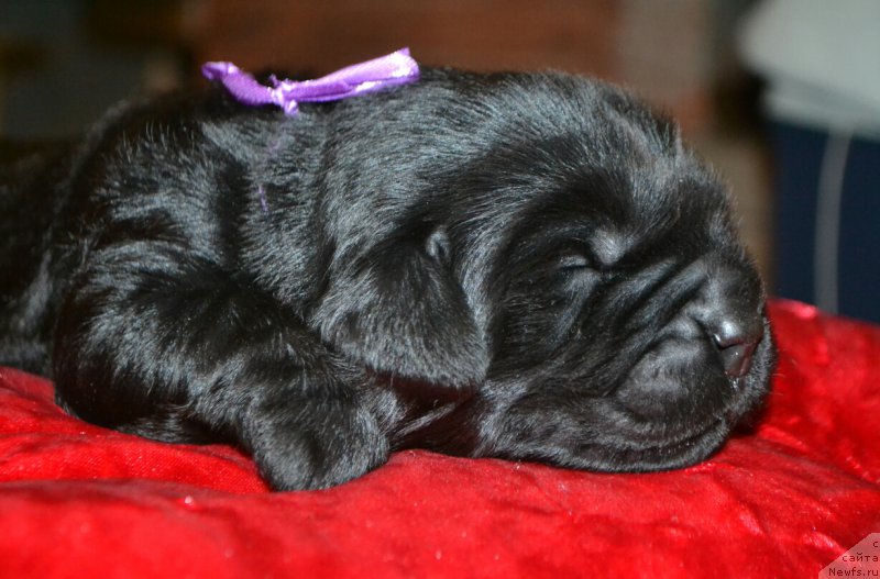 Фото: Дети, ньюфаундленд Глаша Медведица, и, ньюфаундленд Симбад Покоритель Морей