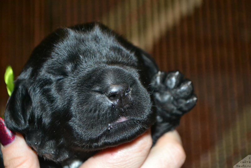 Фото: Дети, ньюфаундленд Глаша Медведица, и, ньюфаундленд Симбад Покоритель Морей