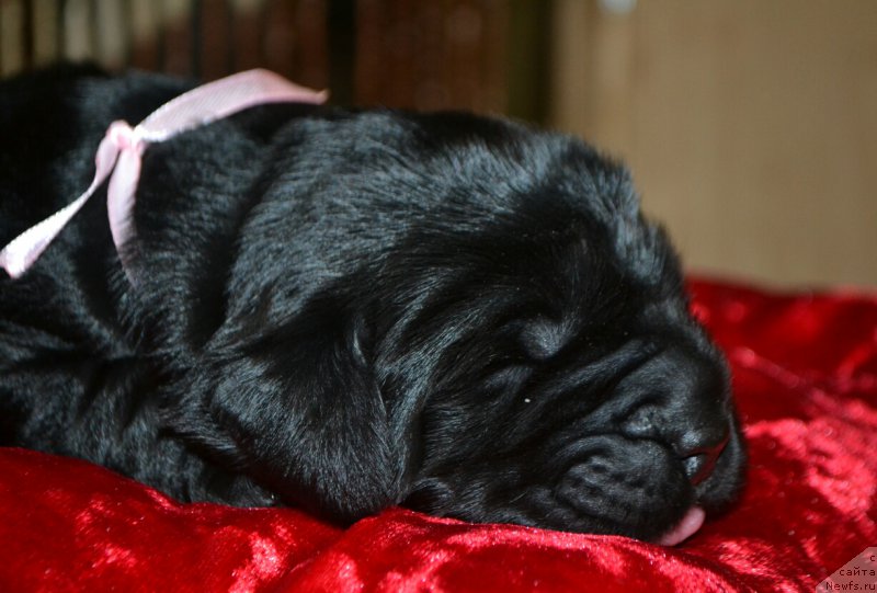 Фото: Дети, ньюфаундленд Глаша Медведица, и, ньюфаундленд Симбад Покоритель Морей